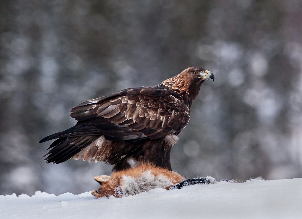Kongeørn. Golden eagle (Aquila chrysaetos)_pho-9174 by NTNU, Faculty of Natural Sciences is licensed under CC BY 2.0.